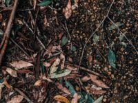 dry leaves and branches on ground