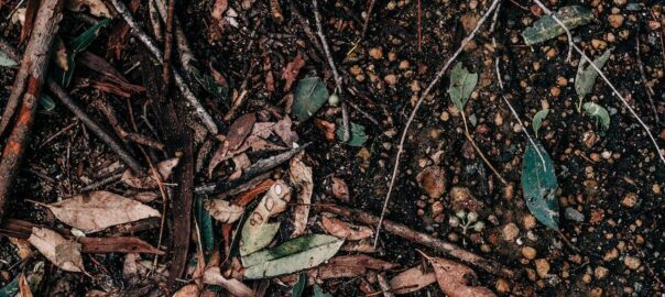 dry leaves and branches on ground