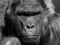 Free gorilla image