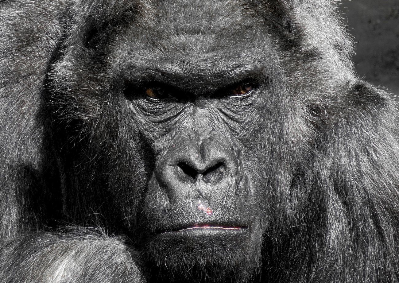 Free gorilla image